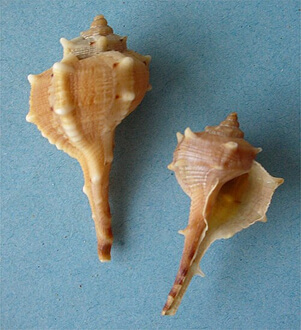 Example of dye murex used to extract purple dye