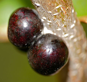 Mature females Kermes insect from the illicis genra on an oak