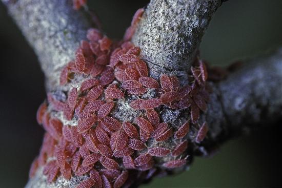 Kermes vermilio larvae