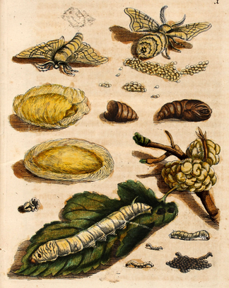 Study of the silkworm metamorphosis, by Maria Sibylla Merian, 1689