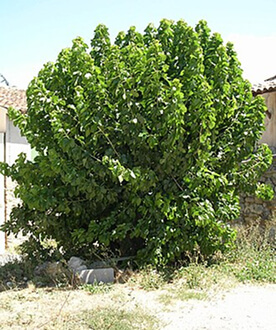 Mulberry tree used for the silkworm culture
