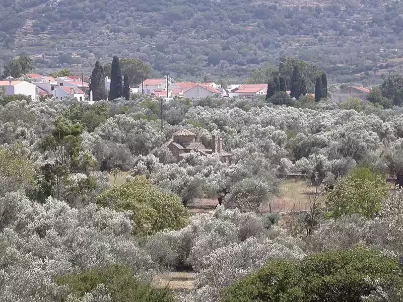 View of the Byzantine church of Agios Georgios Diasoritis in the olive groves of central Naxos island, Cyclades